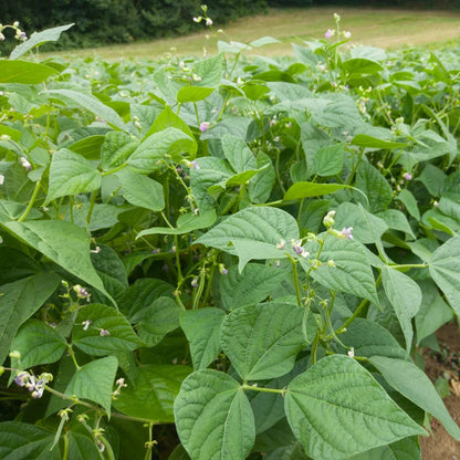 oude-rasse-zaden-moestuin-seeds-of-regeneration