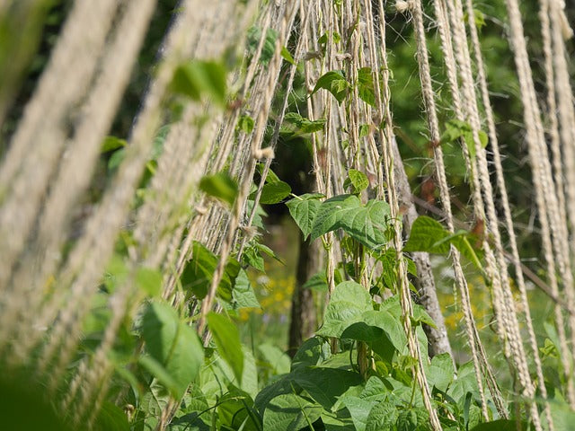 stokslaboon biologisch erfgoedzaden - la vigneronne - seeds of regeneration